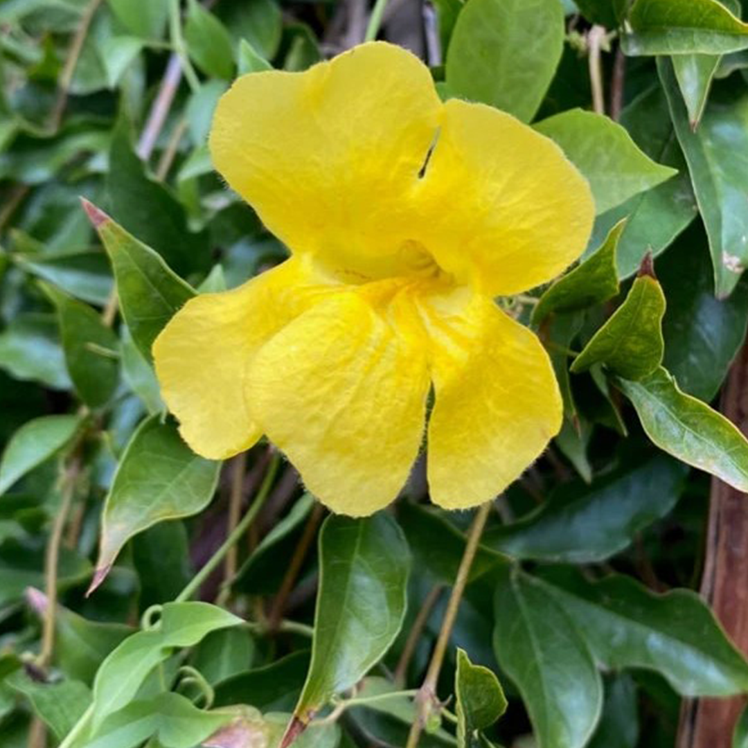 Cat's Claw (Uncaria Tomentosa)
